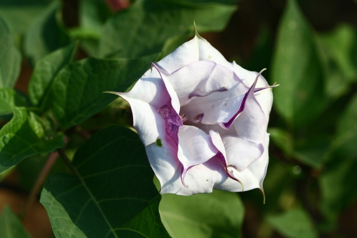 Датура пурпурная