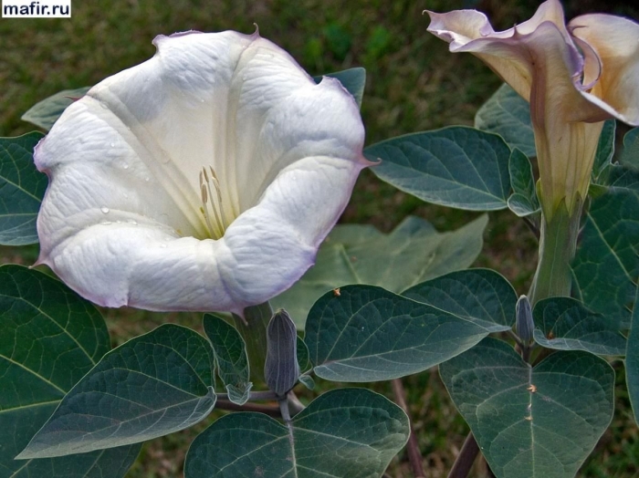 Цветок датура дурман