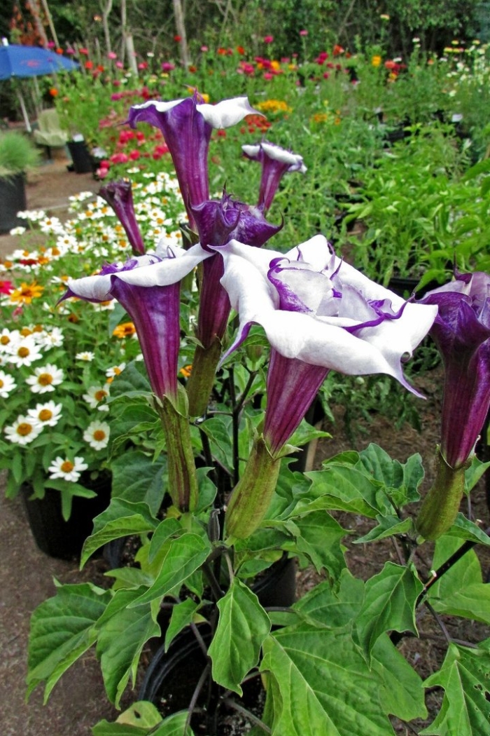 Дурман метел балерина парпл