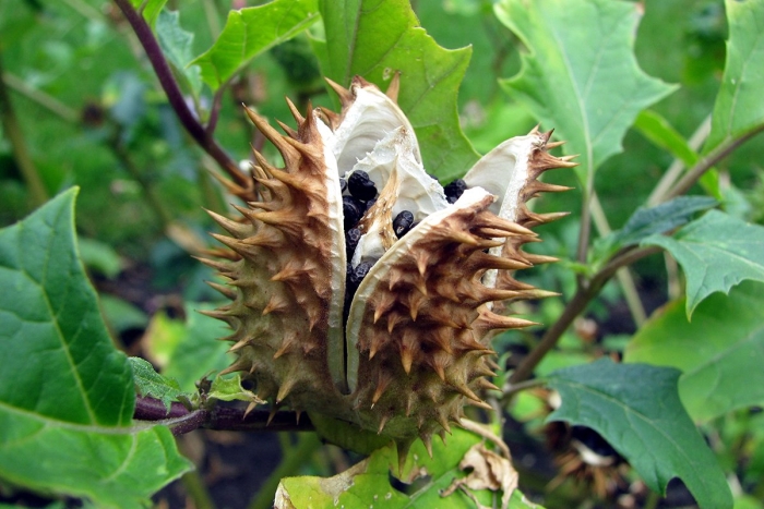 Дурман обыкновенный плод