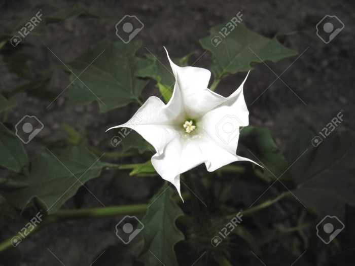 Цветок датура