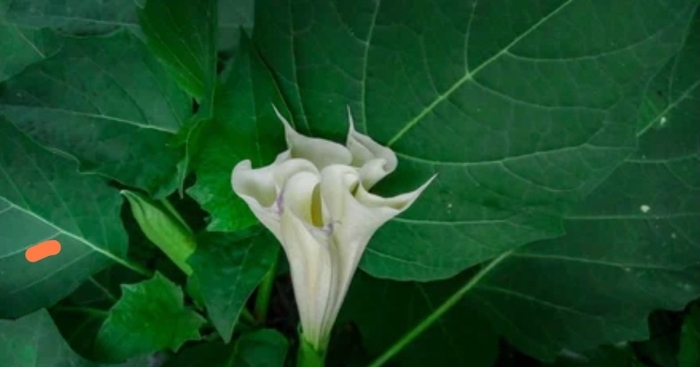 Datura innoxia