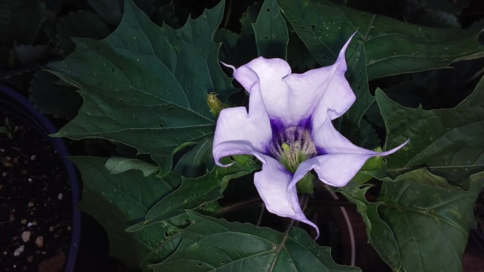 Цветок дурман