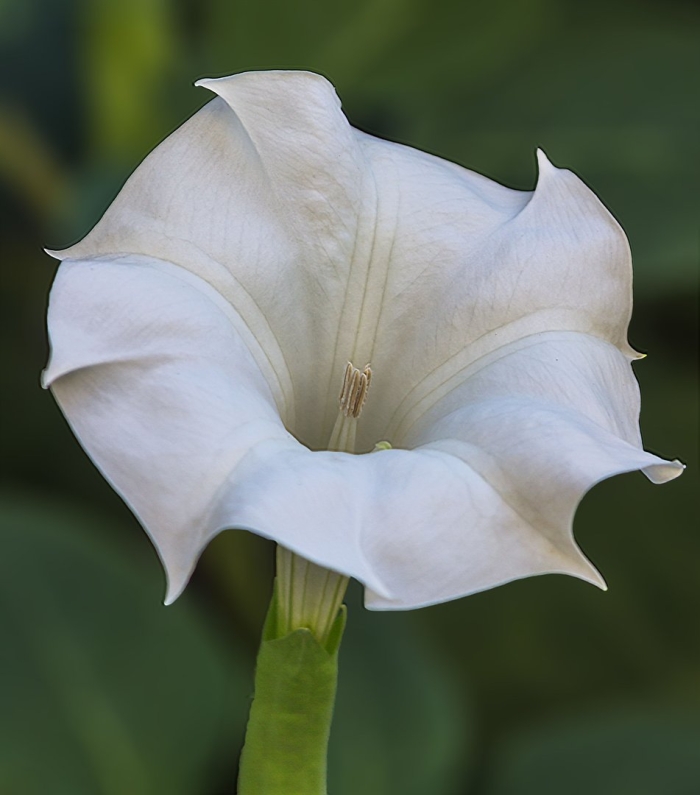 Дурман белый