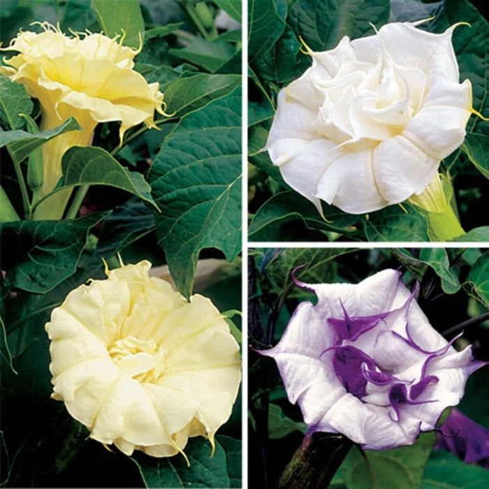 Датура дурман