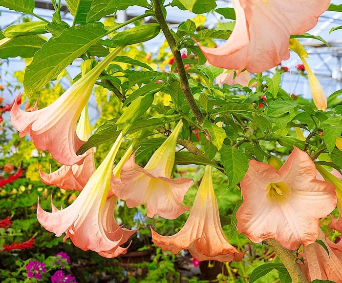 Бругмансия аромагия белая