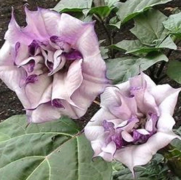 Дурман сиреневый махровый