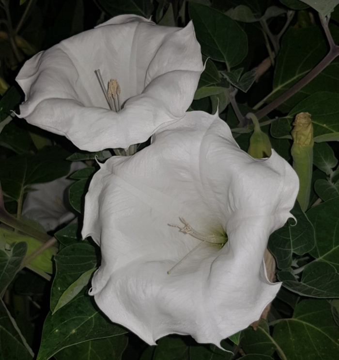 Белый дурман