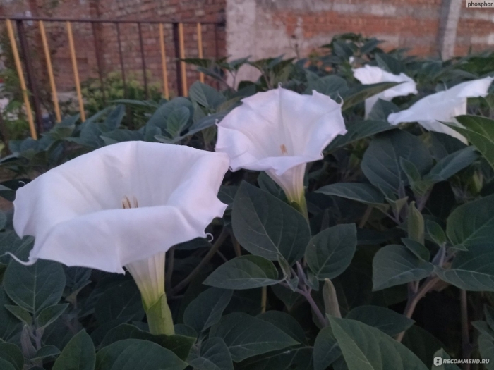 Датура медея белый дурман