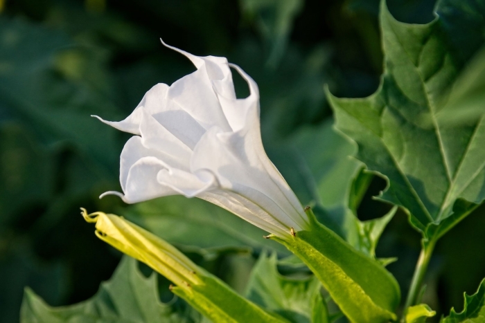 Дурман обыкновенный цветок