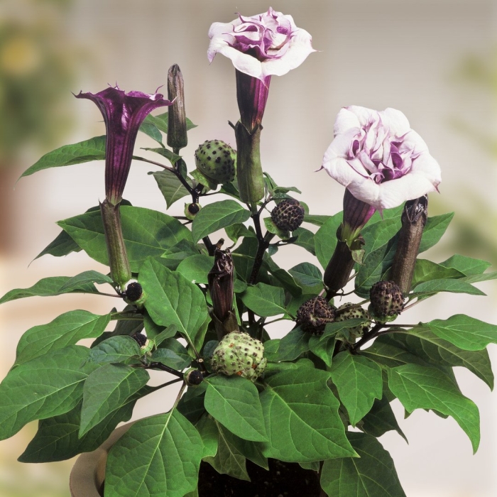 Дурман индийский цветок