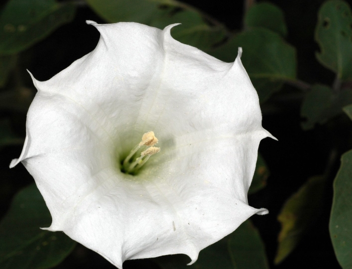 Датура иноксия