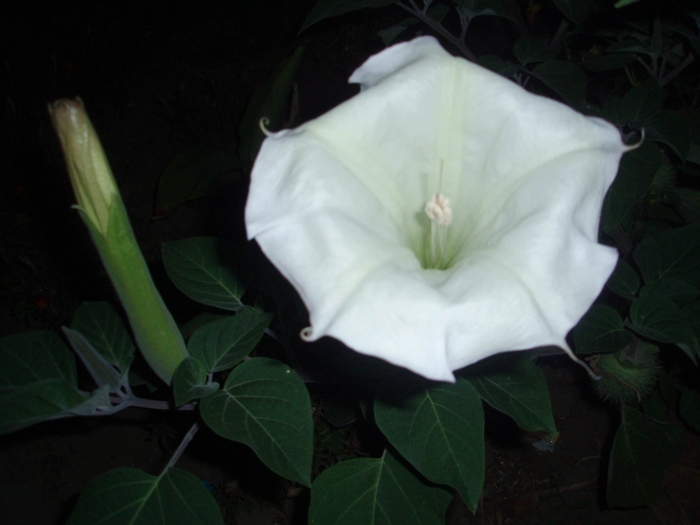 Цветок дурман ночная красавица