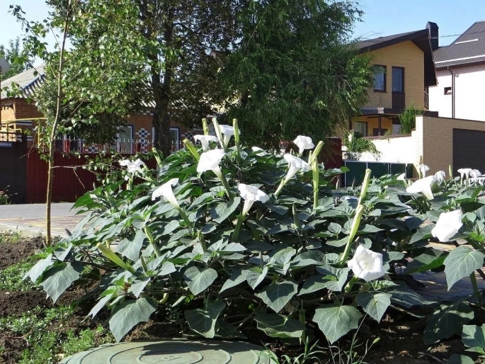 Датура дурман белый