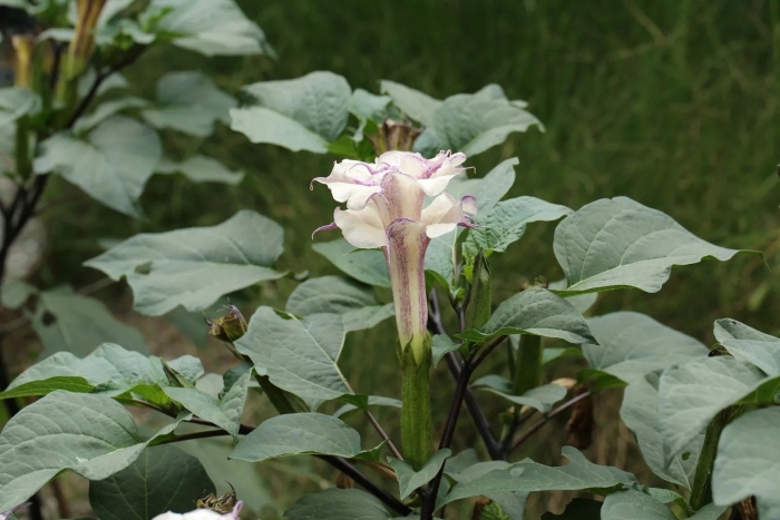 Датура пурпурная