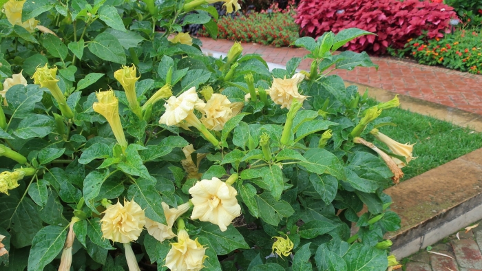 Дурман метел балерина еллоу