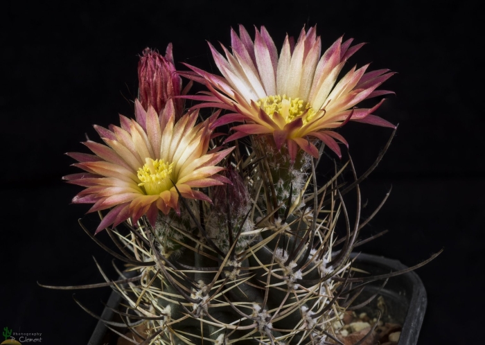 Pyrrhocactus andreanus