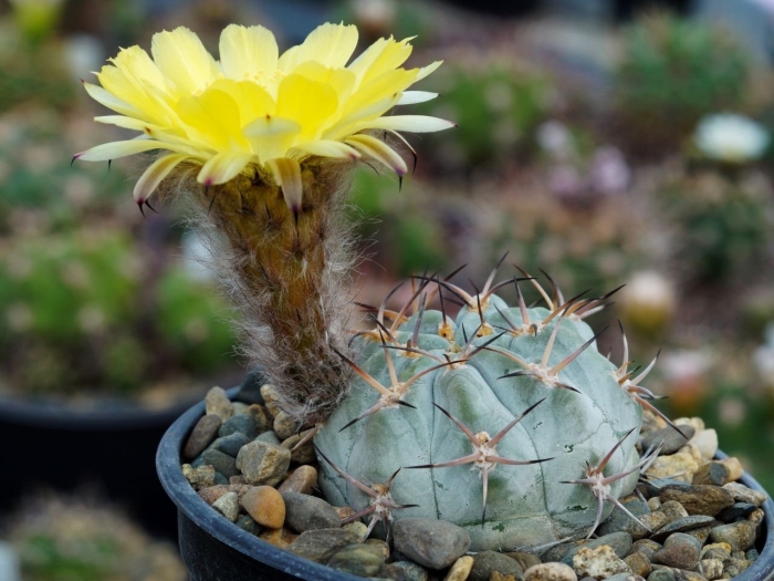 Acanthocalycium glaucum p143