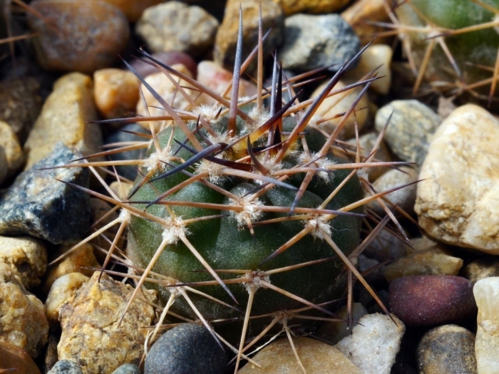 Gymnocalycium nigriareolatum gn 927/3046