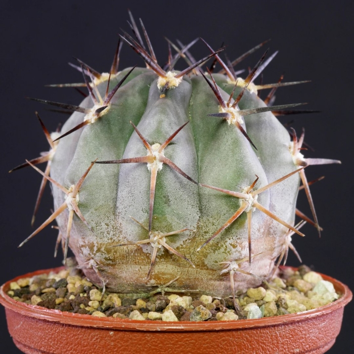 Acanthocalycium glaucum