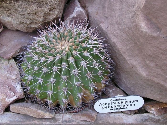 Acanthocalycium peitscherianum