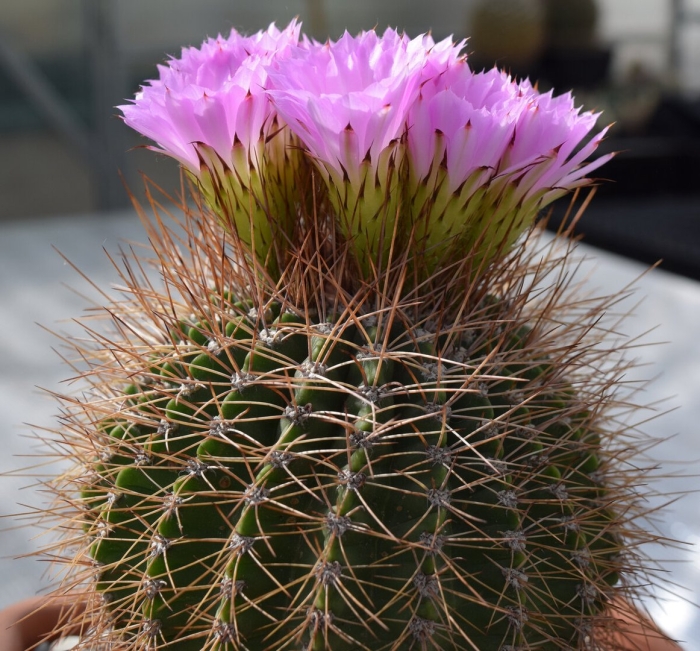 Эхинопсис кактус