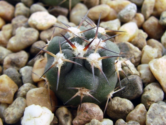 Gymnocalycium bruchii v. niveum vg 536