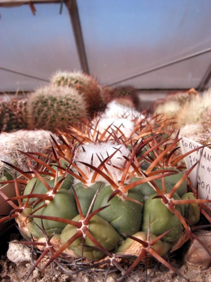 Coryphantha greenwoodii