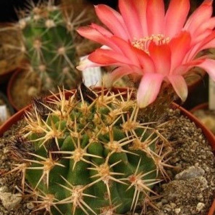 Acanthocalycium aurantiacum