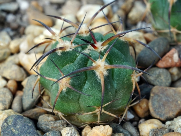 Acanthocalycium munitum vg 1121