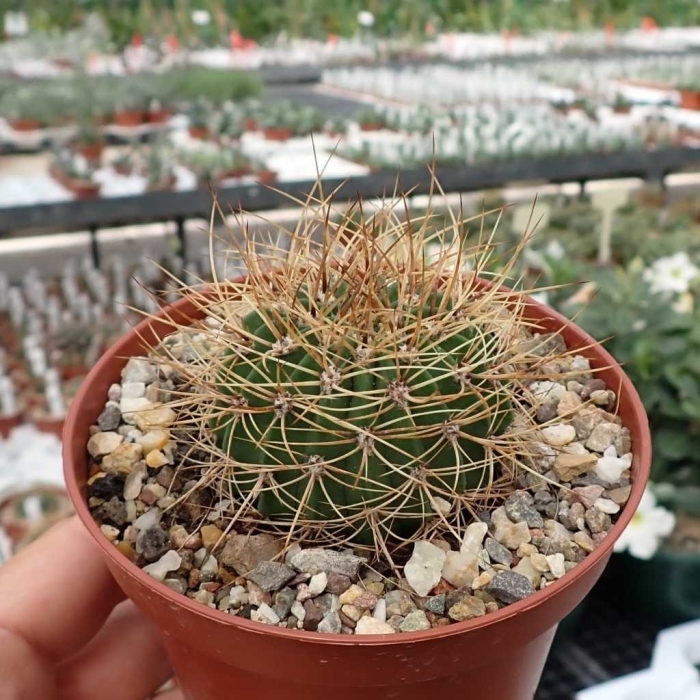 Кактус acanthocalycium