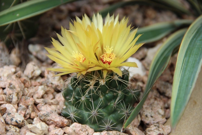 Coryphantha sulcata
