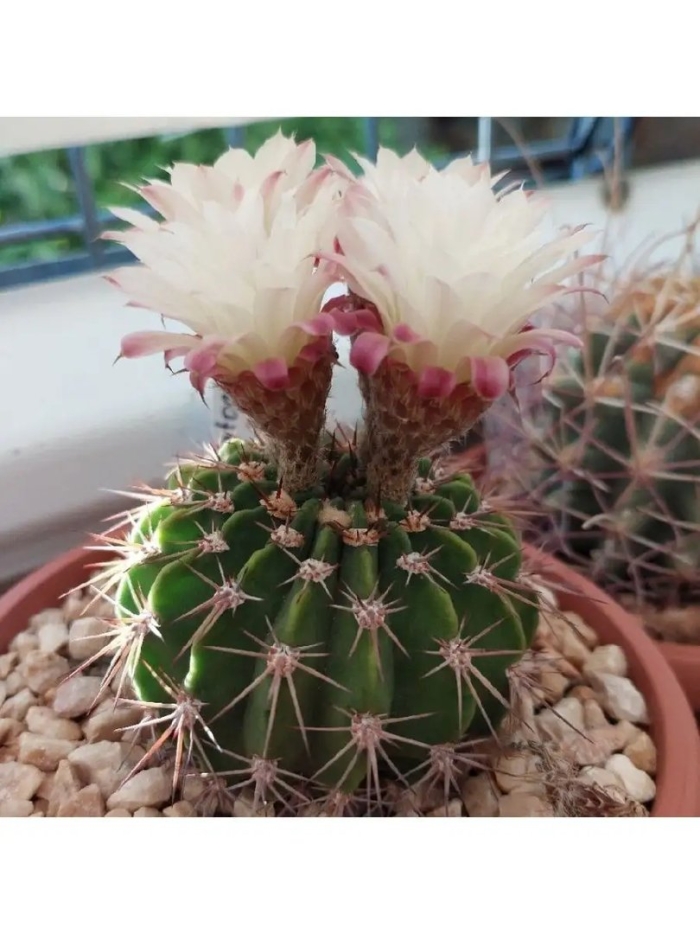 Семена орешка суккулент кактус mammillaria boolii