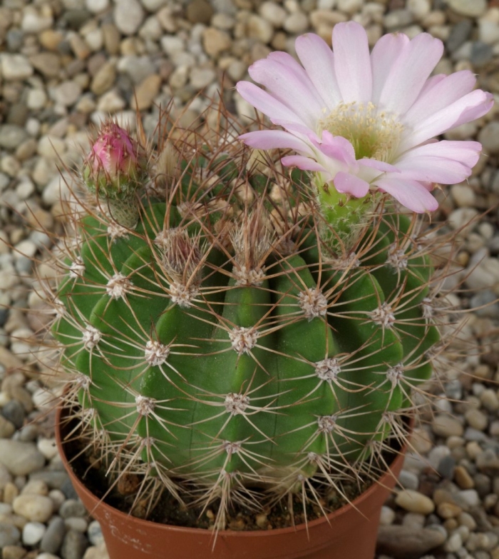 Кактус acanthocalycium