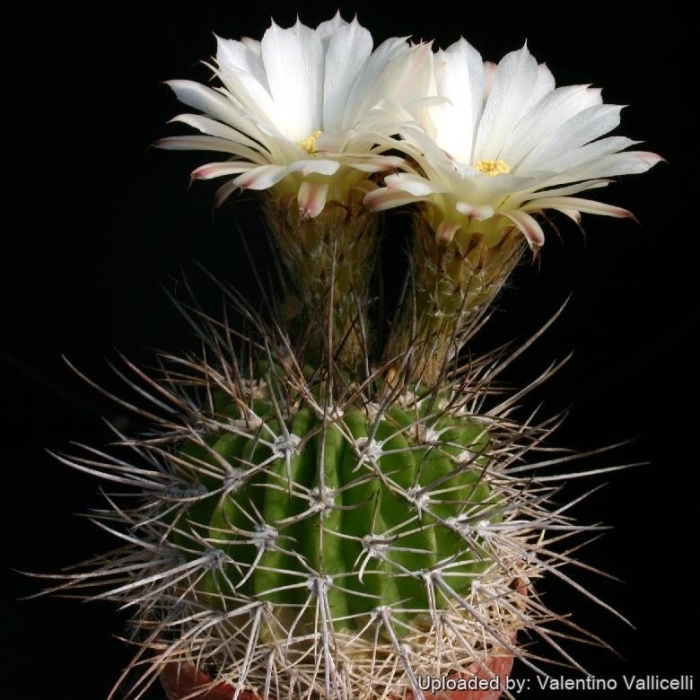 Эхинопсис акантокалициум