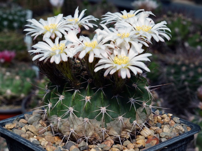 Семена орешка суккулент кактус mammillaria