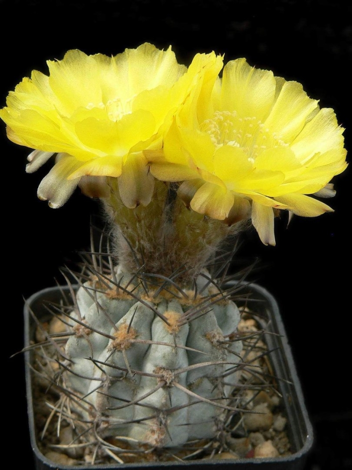 Acanthocalycium ferrarii