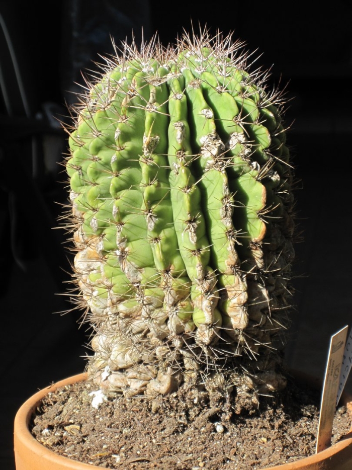 Echinopsis spiniflora