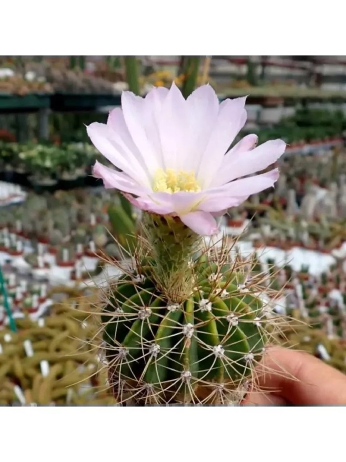 Acanthocalycium brevispinum