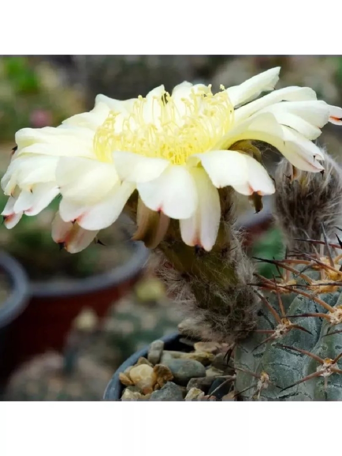 Семена кактус acanthocalycium