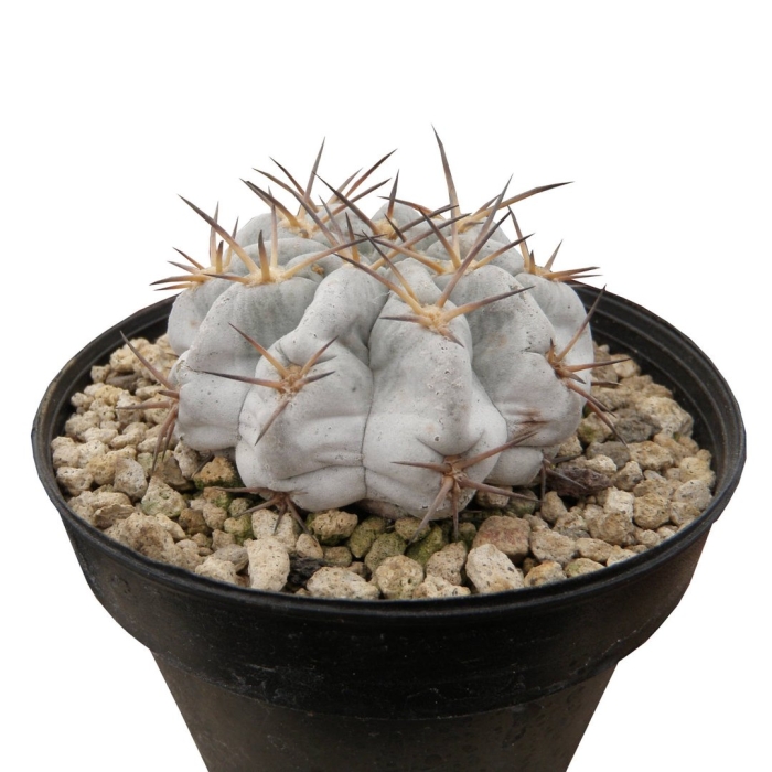 Gymnocalycium riojense ssp. paucispinum