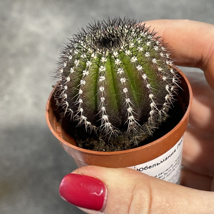 Uebelmannia pectinifera