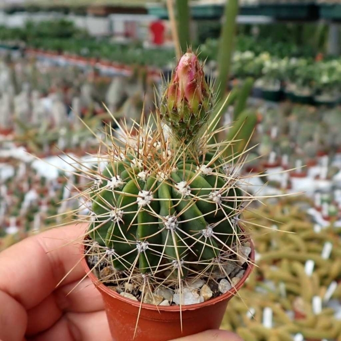Thelocactus tulensis