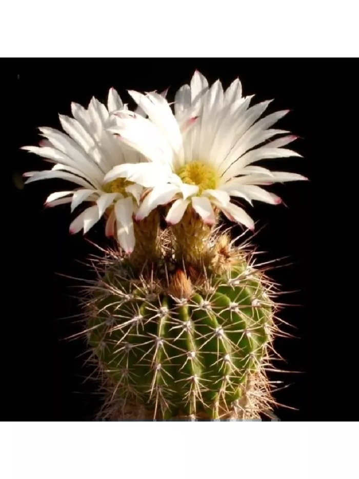 Acanthocalycium spiniflorum