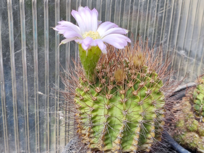 Акантокалициум спинифлорум