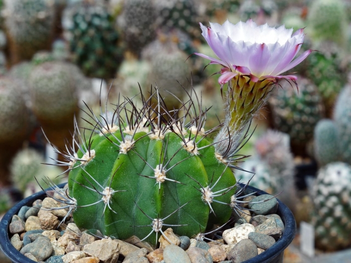Acanthocalycium spiniflorum