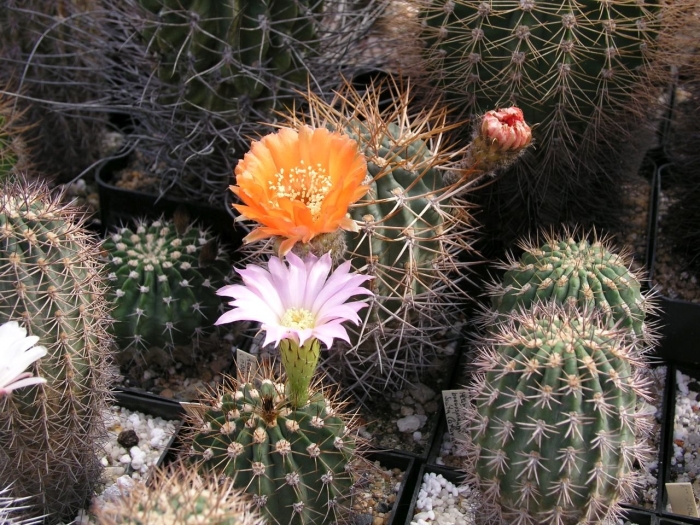 Эхинопсис кактус цветение