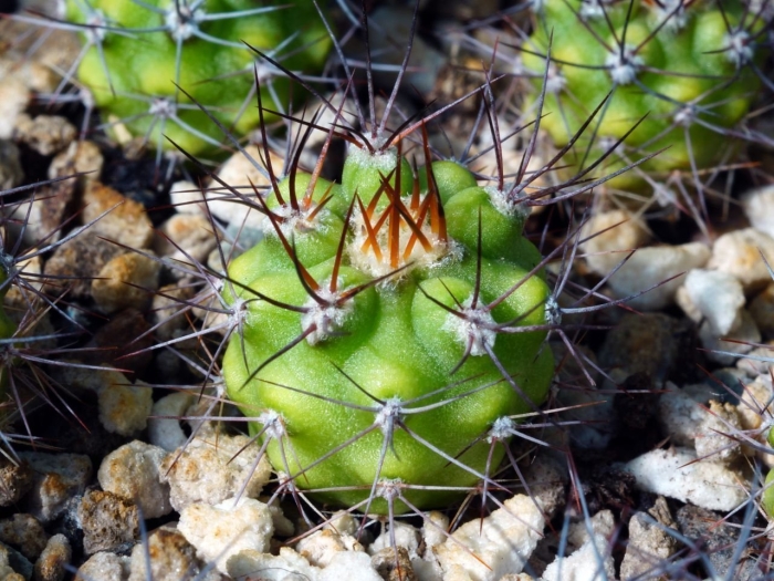 Copiapoa calderana