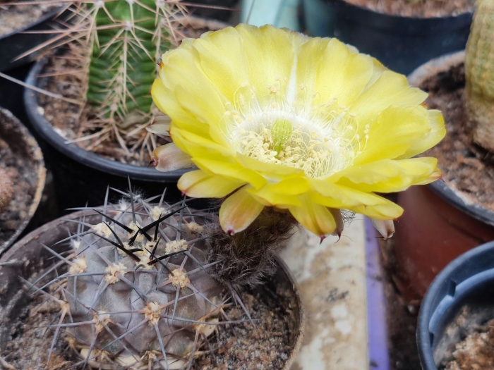 Акантокалициум глаукум