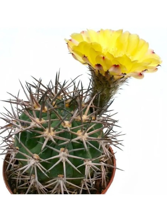 Кактус acanthocalycium thionanthum